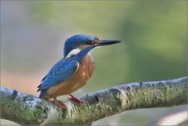 <p>LEDŇÁČEK ŘÍČNÍ (Alcedo attis) Šluknovsko - Jiříkov /Common kingfisher - Eisvogel/</p>